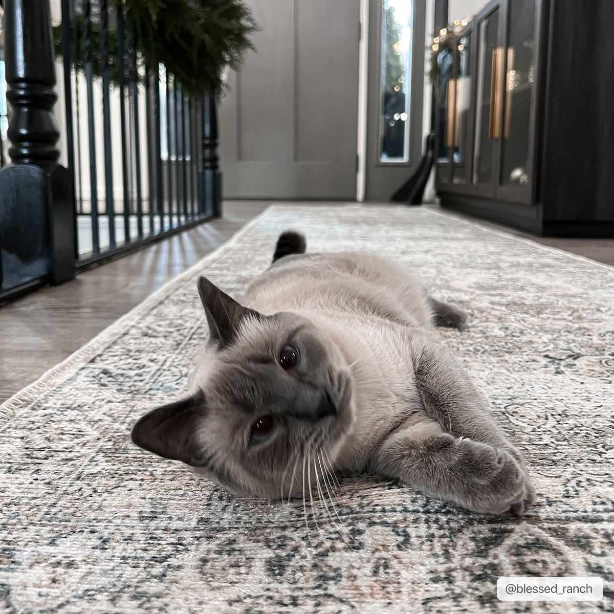Olive Area Rug - Washable Soft Stylish Home Decor
